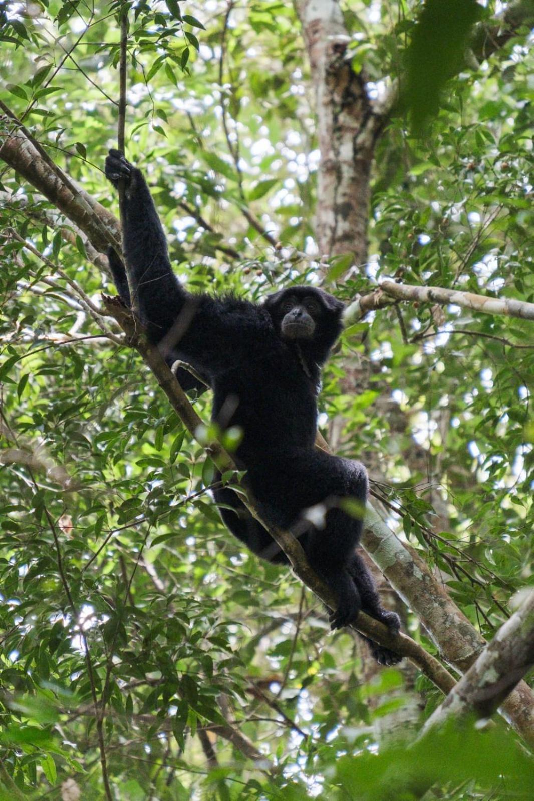 Magpie Homestay & Jungle Trekking Especially For Guest Trekking With Us Bukit Lawang Eksteriør bilde
