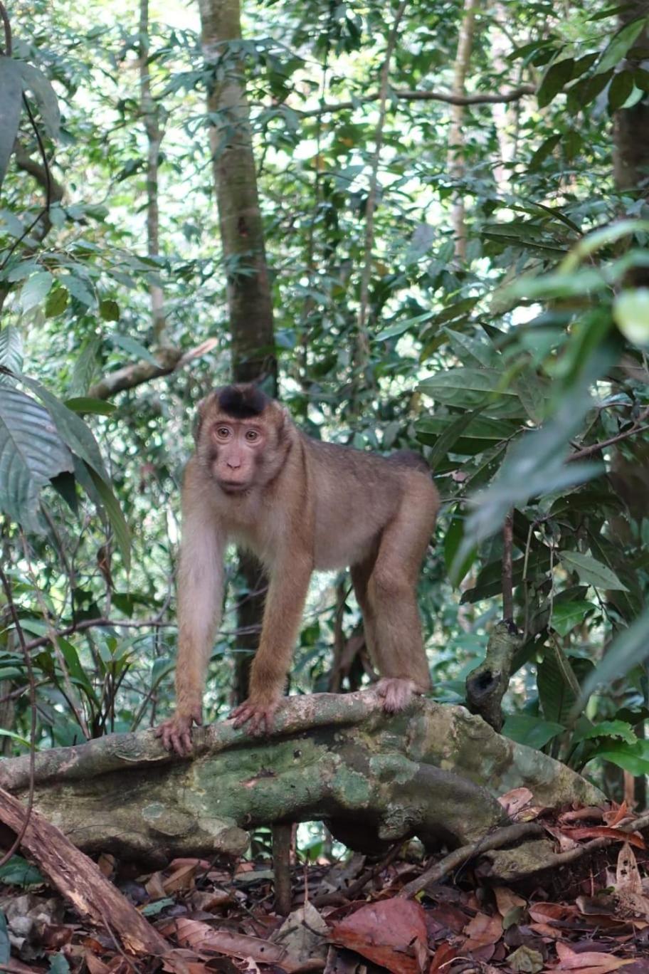 Magpie Homestay & Jungle Trekking Especially For Guest Trekking With Us Bukit Lawang Rom bilde