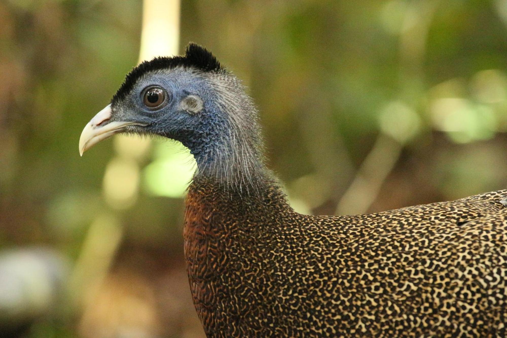 Magpie Homestay & Jungle Trekking Especially For Guest Trekking With Us Bukit Lawang Eksteriør bilde