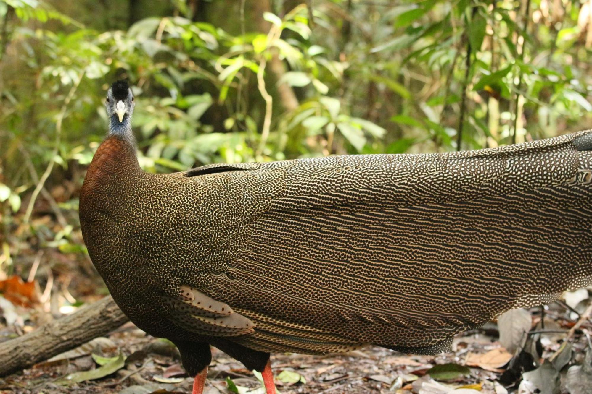 Magpie Homestay & Jungle Trekking Especially For Guest Trekking With Us Bukit Lawang Eksteriør bilde