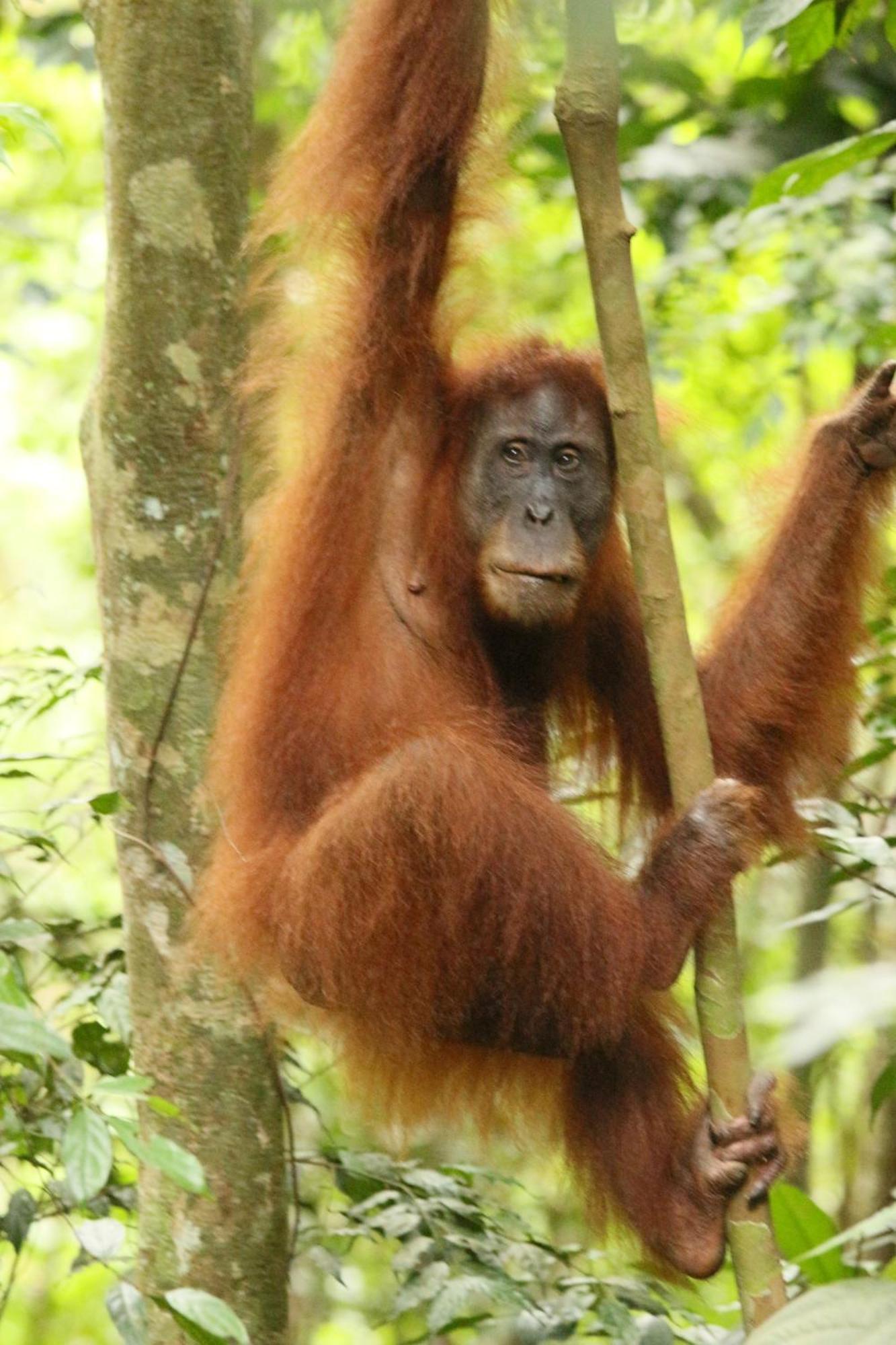 Magpie Homestay & Jungle Trekking Especially For Guest Trekking With Us Bukit Lawang Eksteriør bilde