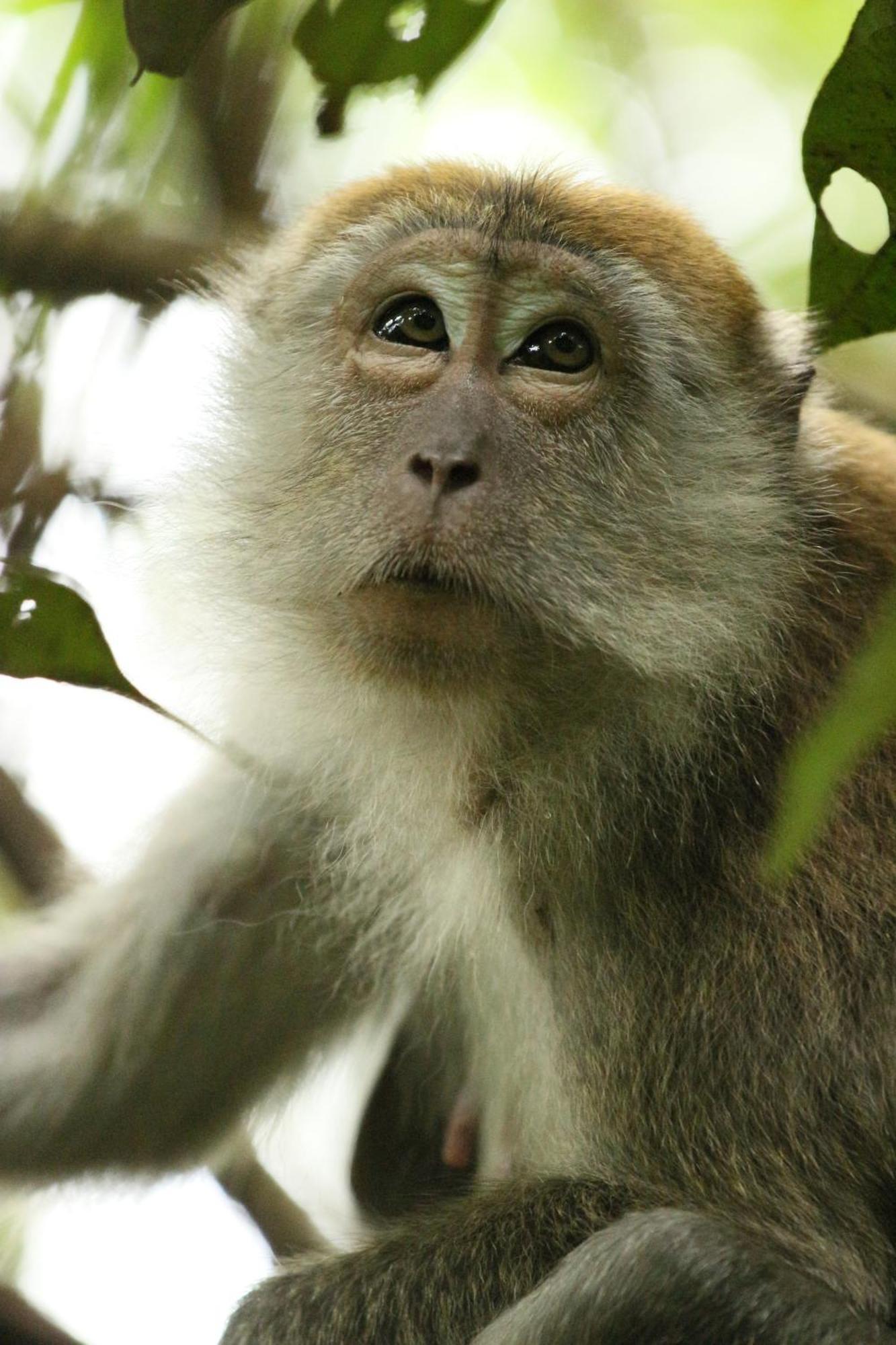 Magpie Homestay & Jungle Trekking Especially For Guest Trekking With Us Bukit Lawang Eksteriør bilde