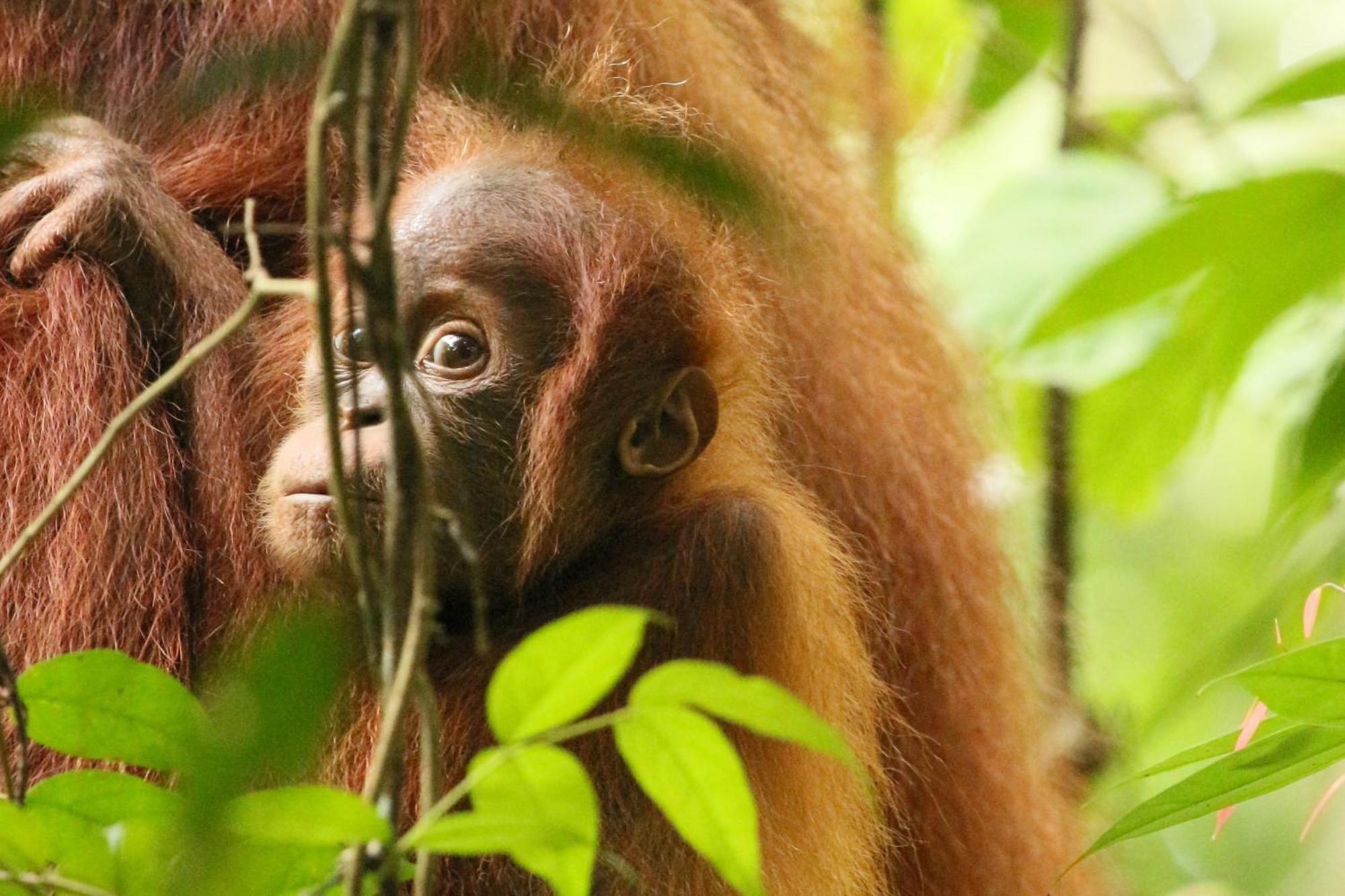 Magpie Homestay & Jungle Trekking Especially For Guest Trekking With Us Bukit Lawang Eksteriør bilde