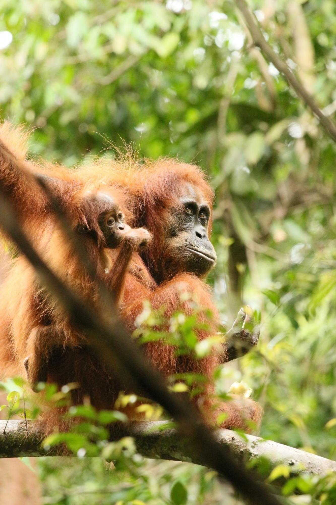 Magpie Homestay & Jungle Trekking Especially For Guest Trekking With Us Bukit Lawang Eksteriør bilde