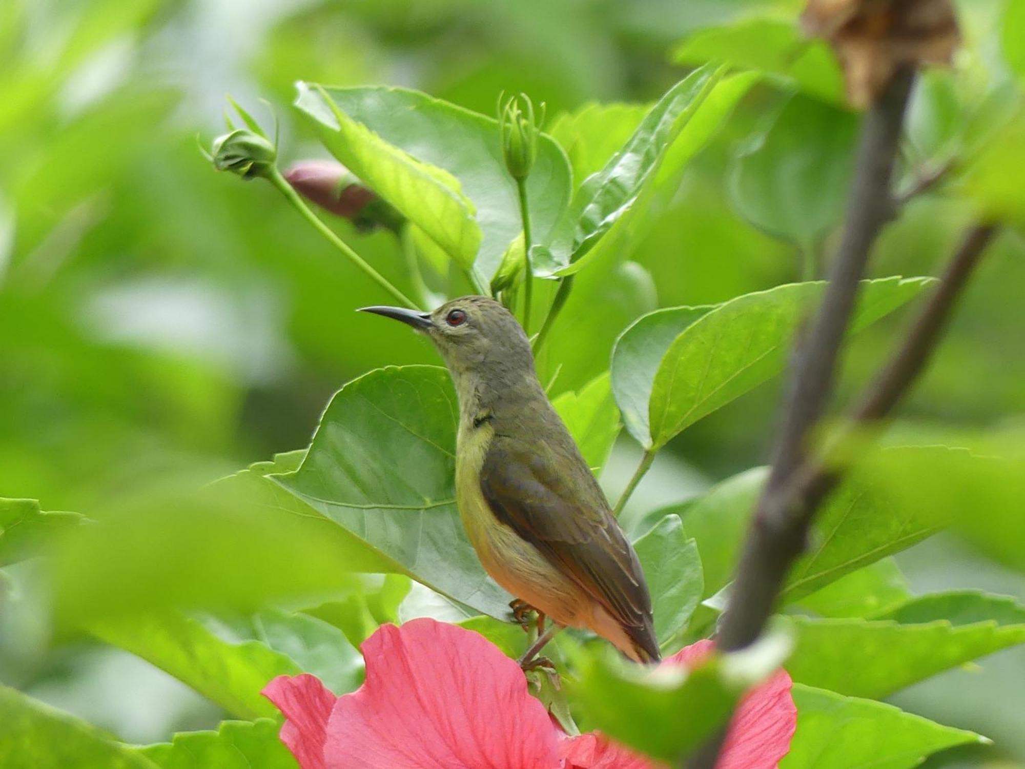 Magpie Homestay & Jungle Trekking Especially For Guest Trekking With Us Bukit Lawang Rom bilde